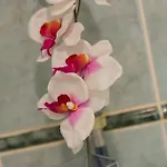 Apartman Studio Apartment Near Lapad Beach *
